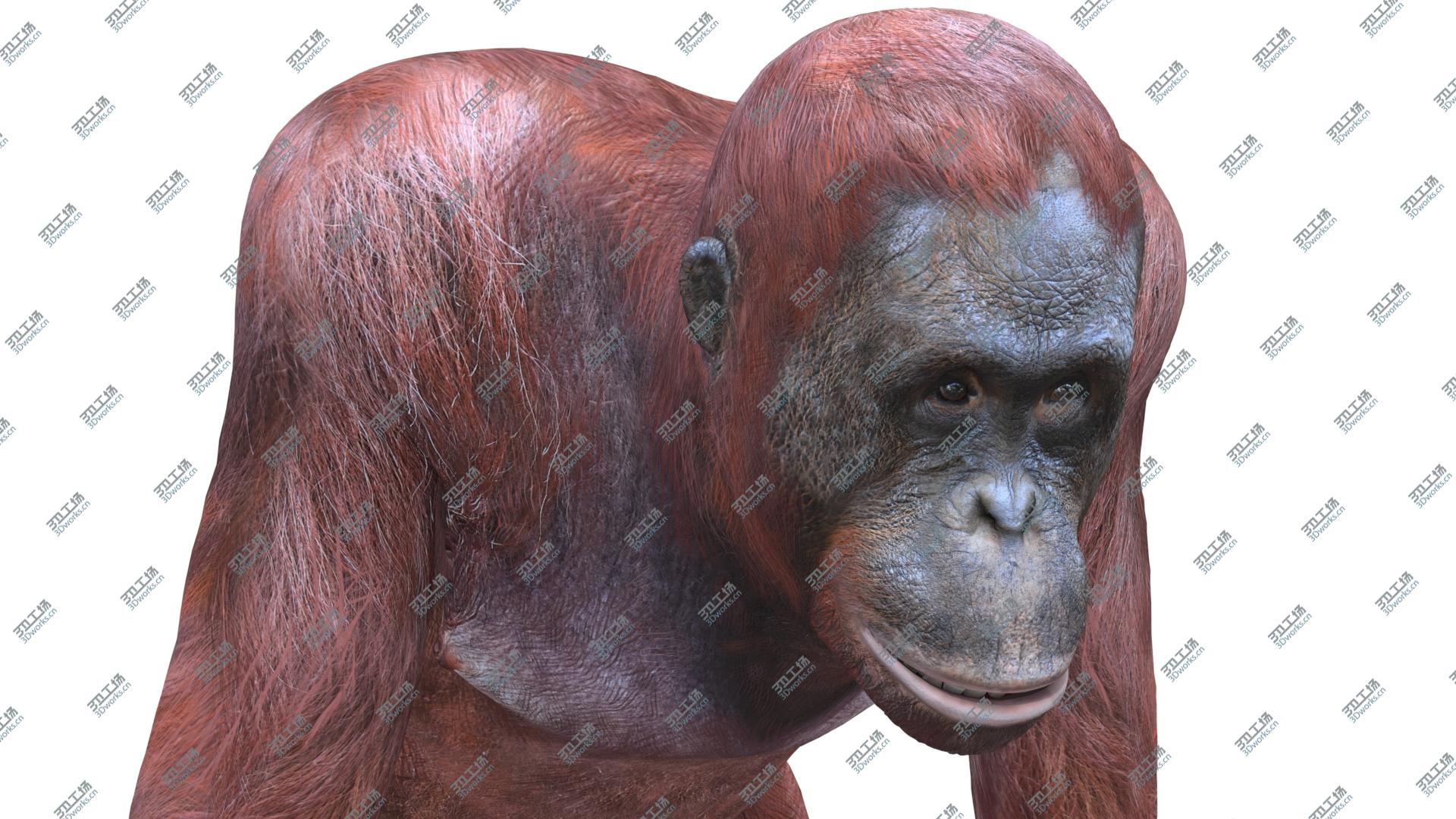 images/goods_img/202104091/Orangutan Female 3D model/4.jpg